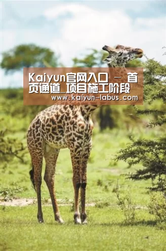 开云